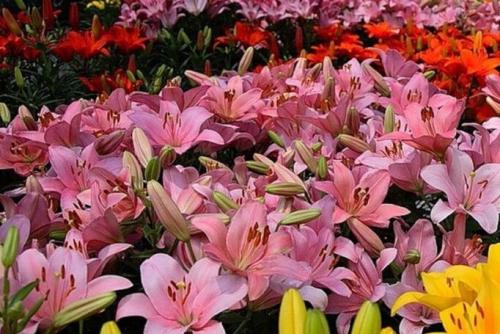 Клумба из многолетних цветов. Клумбы из многолетних цветов фото и готовые схемы