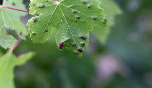 Описание сорта винограда минор. Виноград Монблан: описание сорта, фото, видео, отзывы садоводов