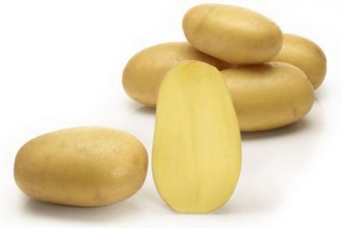 Картофель Королева Анна, как сажать. Королева Анна картофель – описание сорта, характеристика, отзывы и фото