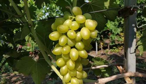 Описание сорта винограда минор. Виноград Монблан: описание сорта, фото, видео, отзывы садоводов