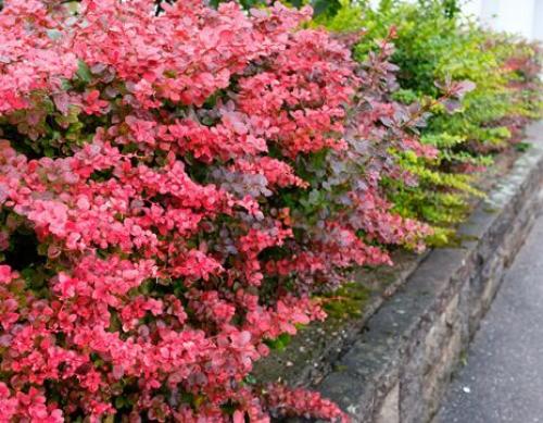 Лучшие декоративные кустарники для сада. Какие кустарники выбрать 22