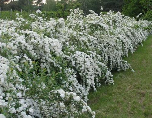 Лучшие декоративные кустарники для сада. Какие кустарники выбрать 18