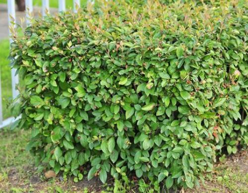 Лучшие декоративные кустарники для сада. Какие кустарники выбрать 17