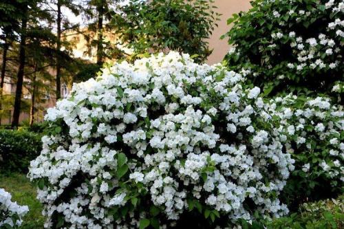 Декоративные цветущие кустарники каталог. Декоративные кустарники: названия, фото и описания (каталог)