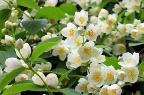 Декоративные цветущие кустарники каталог. Декоративные кустарники: названия, фото и описания (каталог)