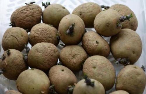 Сорт картофеля Коломбо – характеристика и описание, отзывы, фото