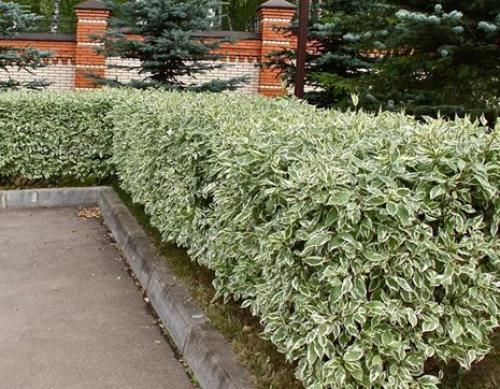 Лучшие декоративные кустарники для сада. Какие кустарники выбрать 16