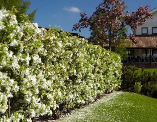 Лучшие декоративные кустарники для сада. Какие кустарники выбрать 23