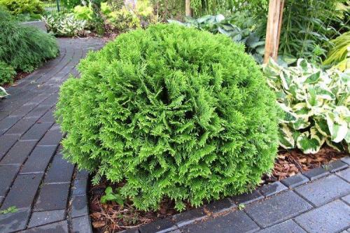 Декоративные цветущие кустарники каталог. Декоративные кустарники: названия, фото и описания (каталог)