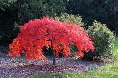 Декоративные цветущие кустарники каталог. Декоративные кустарники: названия, фото и описания (каталог)