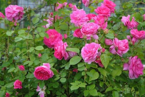 Декоративные цветущие кустарники каталог. Декоративные кустарники: названия, фото и описания (каталог)