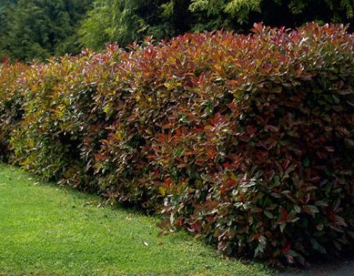 Лучшие декоративные кустарники для сада. Какие кустарники выбрать 19