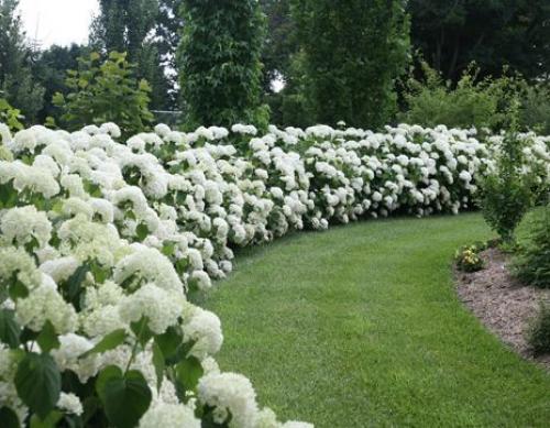 Лучшие декоративные кустарники для сада. Какие кустарники выбрать 20