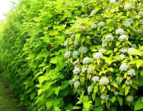 Лучшие декоративные кустарники для сада. Какие кустарники выбрать 15