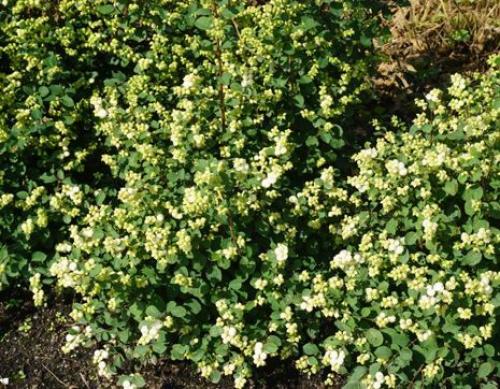 Лучшие декоративные кустарники для сада. Какие кустарники выбрать 21