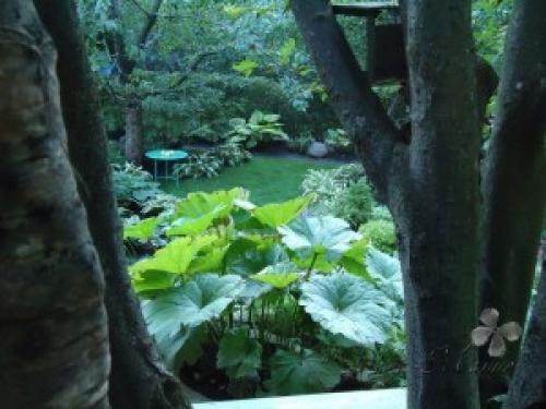 Какие почвопокровные растения подходят Для глубокой тени. Почвопокровные цветы, растущие в тени. Растения нижнего яруса Для тенистого сада.