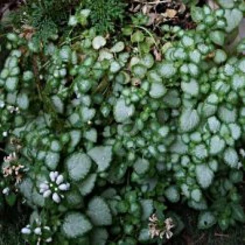 Как ухаживать за почвопокровными растениями в тени. Яснотка крапчатая