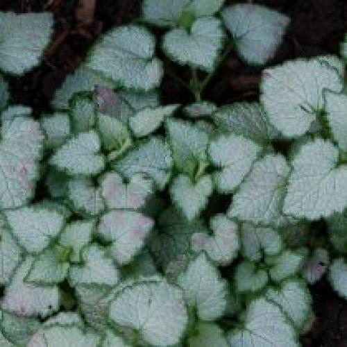 Как ухаживать за почвопокровными растениями в тени. Яснотка крапчатая