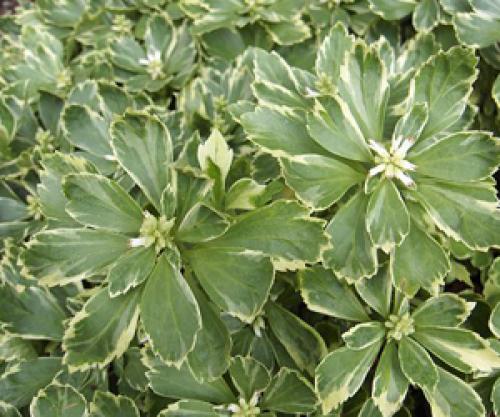 Какие почвопокровные растения подходят Для глубокой тени. Почвопокровные цветы, растущие в тени. Растения нижнего яруса Для тенистого сада.