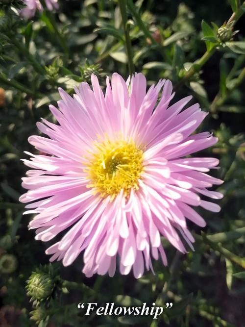 Астры многолетние для подмосковья высокие: как выбрать и ухаживать за этими растениями 04