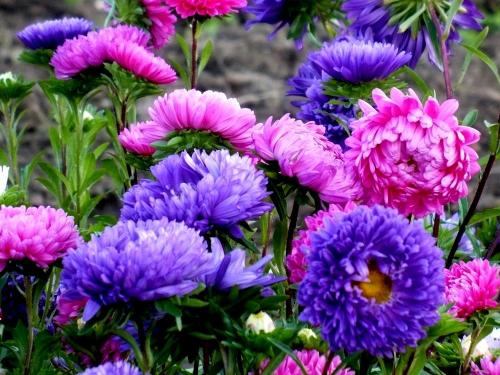 Астры многолетние для подмосковья высокие: как выбрать и ухаживать за этими растениями 05