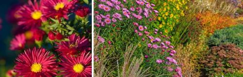 Что такое астры многолетние. МНОГОЛЕТНИЕ АСТРЫ – БИОЛОГИЧЕСКИЕ ОСОБЕННОСТИ