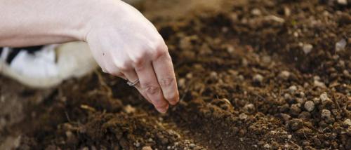 Астры многолетние для подмосковья высокие: как выбрать и ухаживать за этими растениями 03