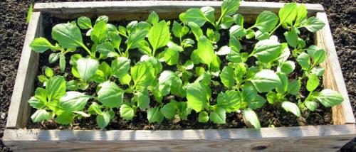 Астры многолетние для подмосковья высокие: как выбрать и ухаживать за этими растениями 02