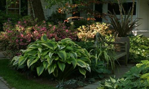 Тенелюбивые кустарники для сибири. Тенелюбивые растения для сада и огорода