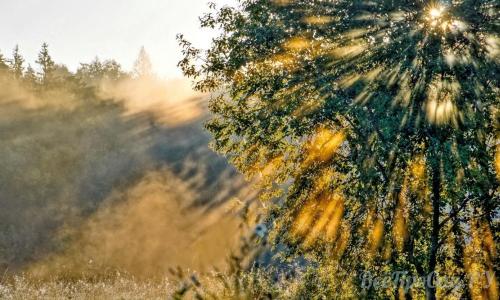 Тенелюбивые кустарники для сибири. Тенелюбивые растения для сада и огорода