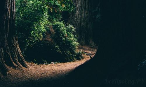 Тенелюбивые кустарники для сибири. Тенелюбивые растения для сада и огорода