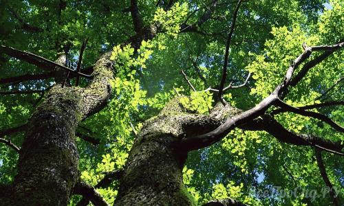 Тенелюбивые кустарники для сибири. Тенелюбивые растения для сада и огорода