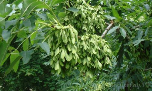 Тенелюбивые кустарники для сибири. Тенелюбивые растения для сада и огорода