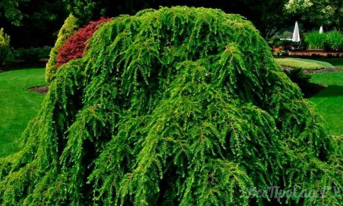 Тенелюбивые кустарники для сибири. Тенелюбивые растения для сада и огорода