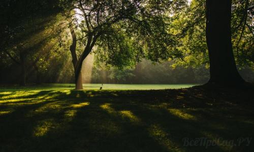 Тенелюбивые кустарники для сибири. Тенелюбивые растения для сада и огорода