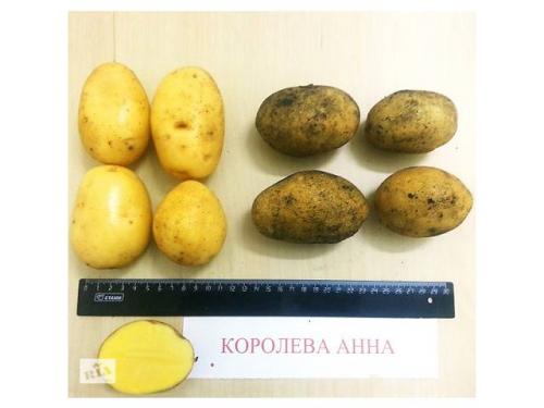 Картофель Королева Анна: описание, преимущества, отзывы, видео, выращивание