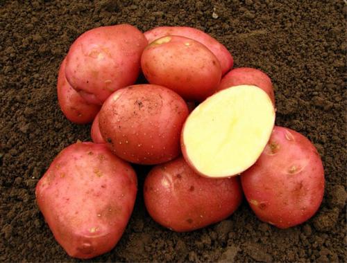 Картофель Беллароза википедия. Характеристика сорта картофеля Беллароза – вкусовые качества, срок созревания, отзывы, фото