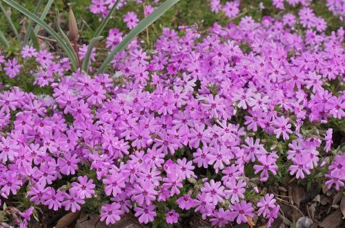 Какие преимущества использования почвопокровных многолетников в ландшафтном дизайне. ТОП-10 самых популярных растений