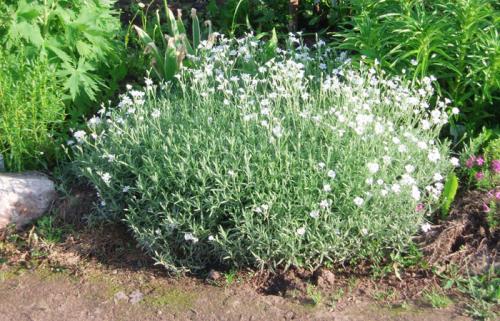 Какие распространенные ошибки допускают садоводы при выращивании почвопокровных многолетников. Ясколка