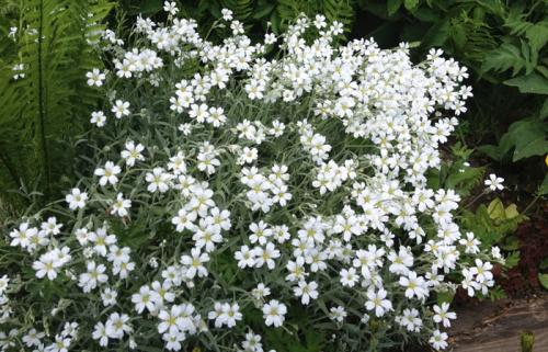 Какие распространенные ошибки допускают садоводы при выращивании почвопокровных многолетников. Ясколка