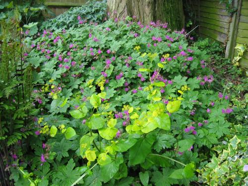 Какие преимущества использования почвопокровных многолетников в ландшафтном дизайне. ТОП-10 самых популярных растений