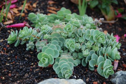 Какие преимущества использования почвопокровных многолетников в ландшафтном дизайне. ТОП-10 самых популярных растений