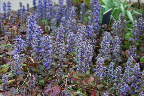 Какие преимущества использования почвопокровных многолетников в ландшафтном дизайне. ТОП-10 самых популярных растений