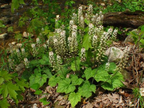 Какие преимущества использования почвопокровных многолетников в ландшафтном дизайне. ТОП-10 самых популярных растений