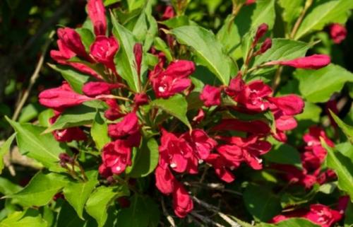 Декоративно-цветущие кустарники для сада. Сорта цветущих зимостойких кустарников для сада