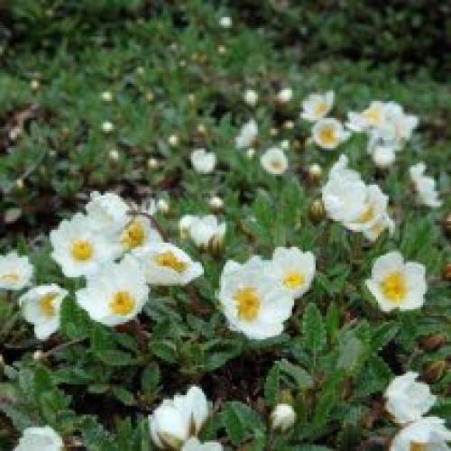 Можно ли использовать почвопокровные растения для создания газона.  Почвопокровные многолетники