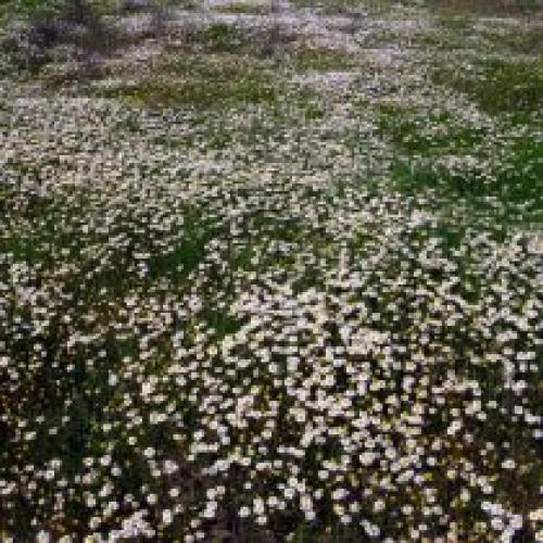 Можно ли использовать почвопокровные растения для создания газона.  Почвопокровные многолетники