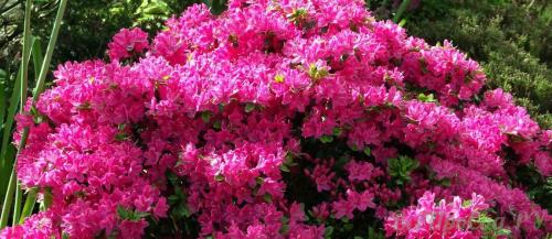 Все кустарники цветущие розовым цветом с названиями.. Цветущие виды