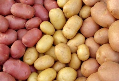Картофель элитных сортов. Самые хорошие сорта картофеля
