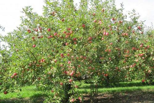 Яблоня ранет конфетный. Яблоня Конфетное: описание